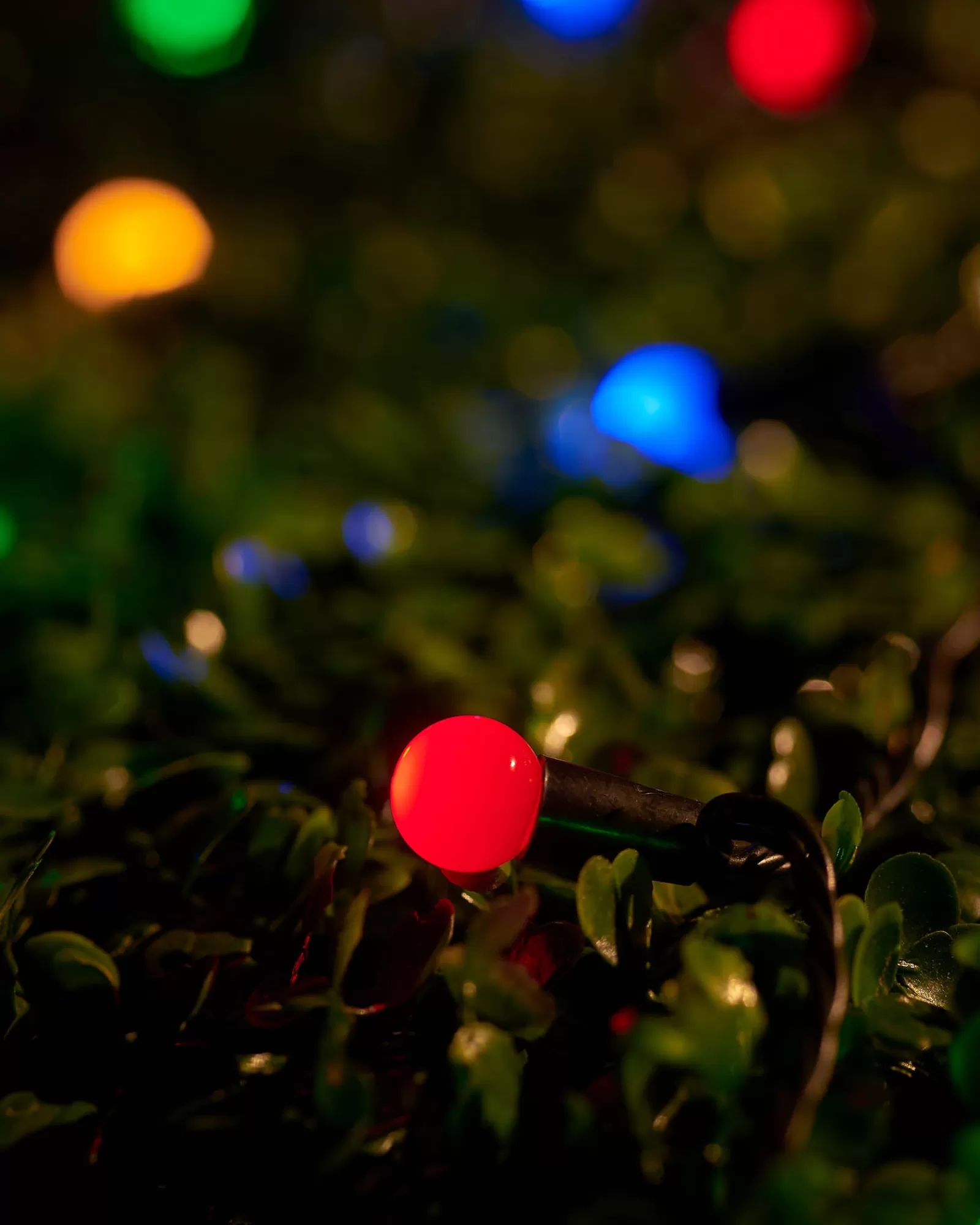 WeRChristmas Link Up | Fairy Lights^LINK UP LED Berry Lights, Black Cable, Multi Colour