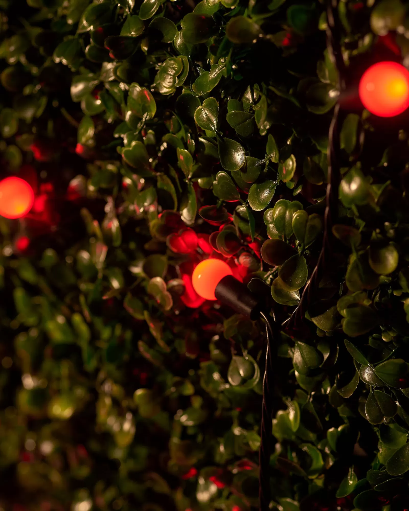 WeRChristmas Link Up | Fairy Lights^LINK UP LED Berry Lights, Black Cable, Red