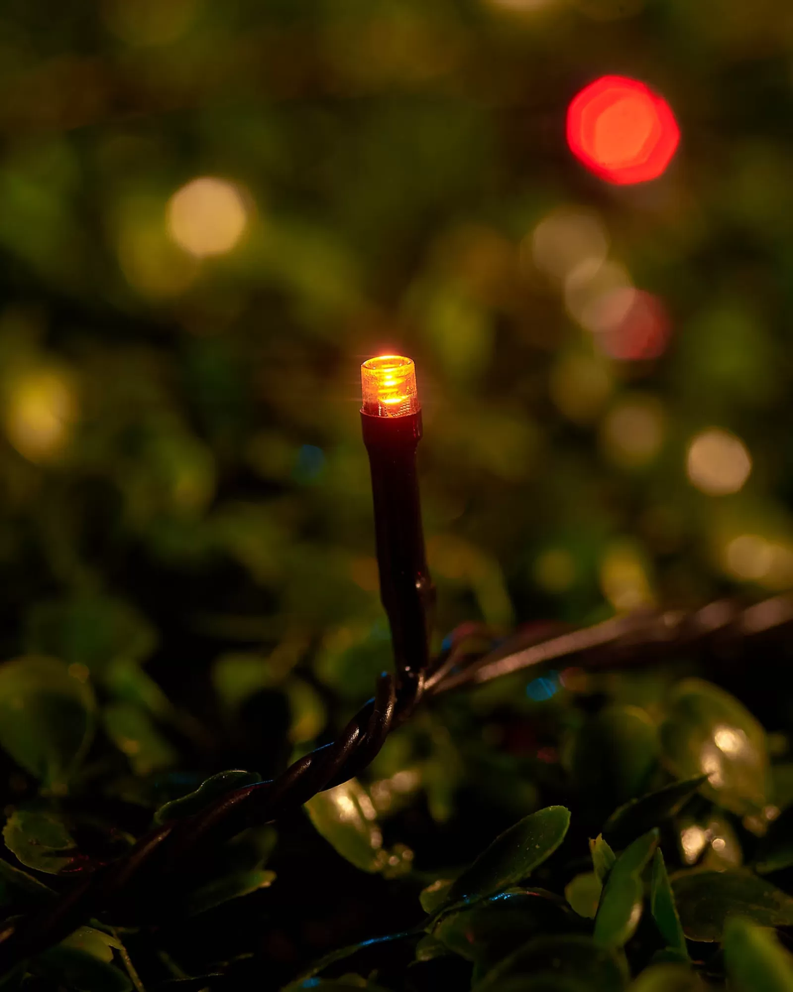 WeRChristmas Link Up | Fairy Lights^LINK UP LED String Lights, Black Cable, Autumn Colour