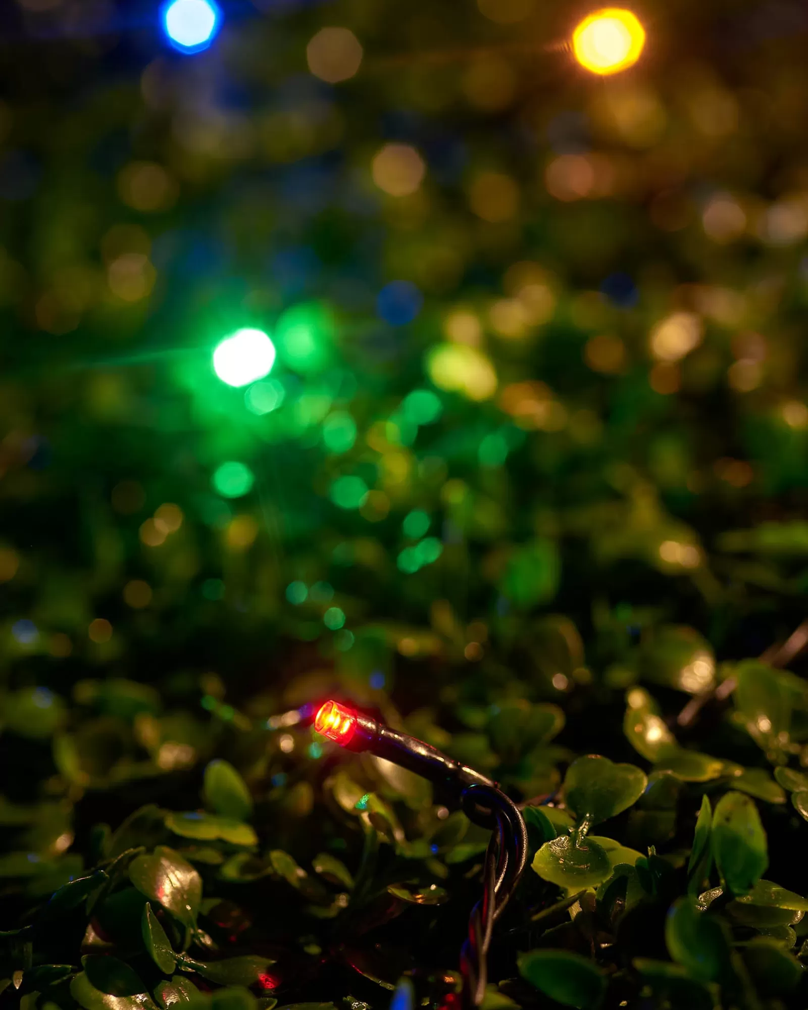 WeRChristmas Link Up | Fairy Lights^LINK UP LED String Lights, Black Cable, Multi Colour